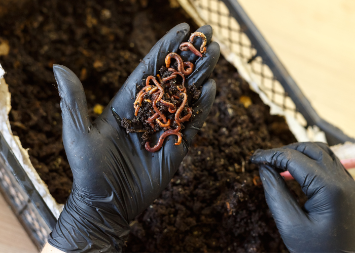 6 Steps to Setting Up a Worm Bin